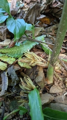 Zingiber kawagoii