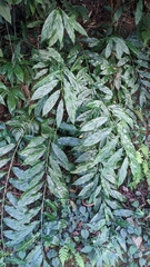Zingiber kawagoii