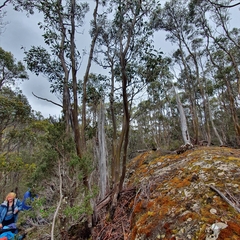 Eucalyptus subcrenulata