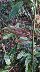 Zingiber kawagoii