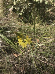 Bulbine glauca