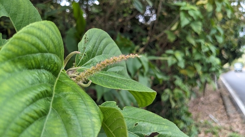 Acalypha angatensis (Acalypha angatensis)
