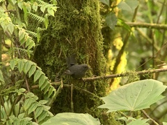 Myornis senilis