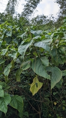 Acalypha angatensis