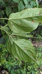 Acalypha angatensis