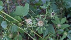Hibiscus surattensis