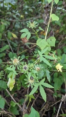 Hibiscus surattensis