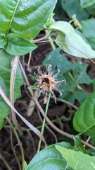 Hibiscus surattensis