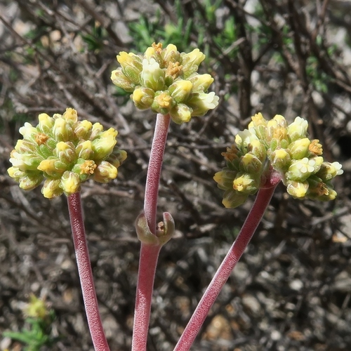 Crassula subacaulis