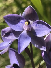 Thelymitra simulata