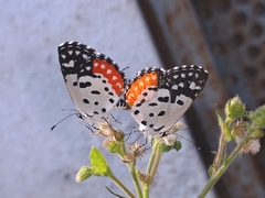 Talicada nyseus nyseus
