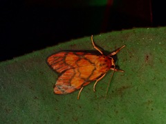Ammatho roseororatus