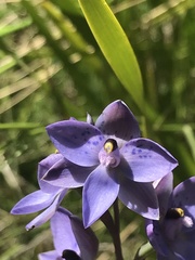Thelymitra simulata