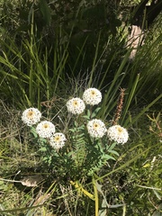 Pimelea treyvaudii