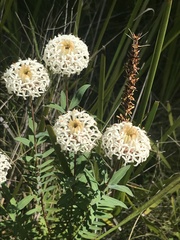 Pimelea treyvaudii
