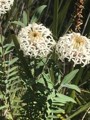Pimelea treyvaudii