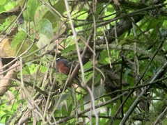 Ochthoeca cinnamomeiventris