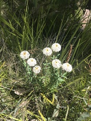 Pimelea treyvaudii