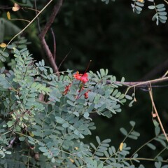 Caesalpinia