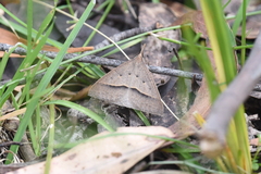 Epidesmia hypenaria
