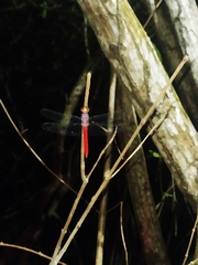 Orthemis discolor