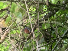 Ochthoeca cinnamomeiventris