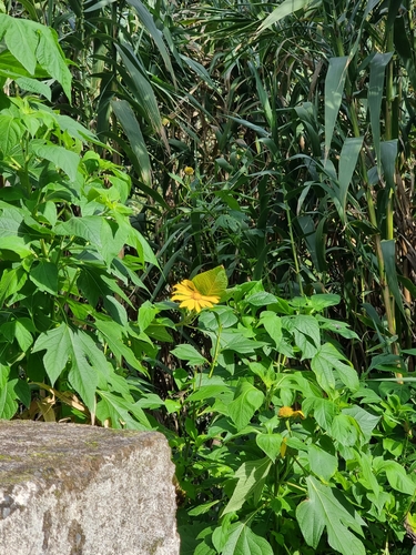 Tithonia diversifolia image