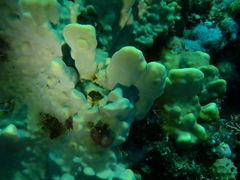 Millepora exaesa