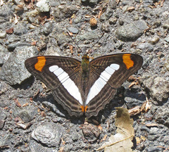 Adelpha iphiclus