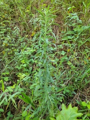 Erigeron sumatrensis