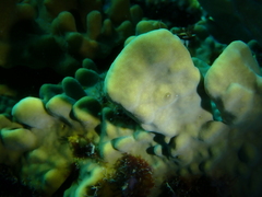 Millepora exaesa