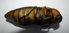 Julodimorpha bakewelli