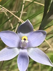 Thelymitra nuda