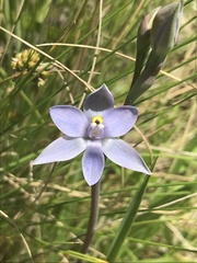 Thelymitra nuda