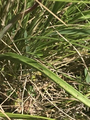 Thelymitra nuda