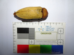 Julodimorpha bakewelli