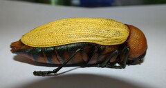 Julodimorpha bakewelli