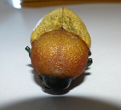 Julodimorpha bakewelli