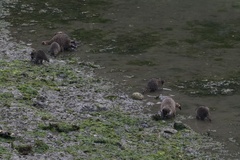 Procyon lotor vancouverensis