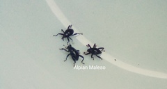 Trigonopterus