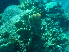 Millepora exaesa