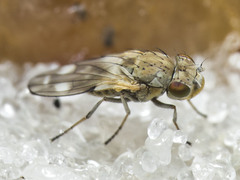 Neoscatella bicolor