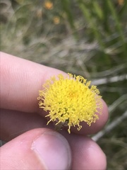 Leptorhynchos elongatus