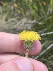 Leptorhynchos elongatus