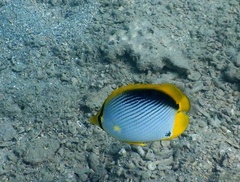 Chaetodon melannotus