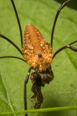 Leiobunum calcar