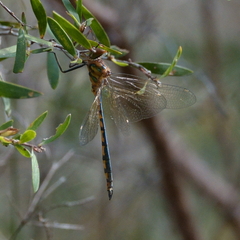 Hemicordulia continentalis