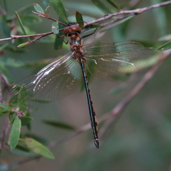 Hemicordulia continentalis