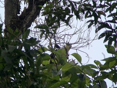 Myiotheretes fumigatus