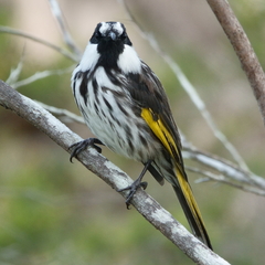 Phylidonyris niger